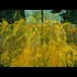 Forsythia II